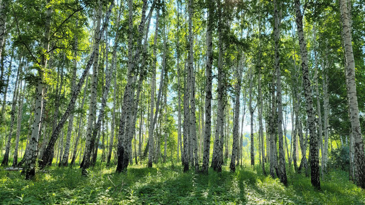 Сильную жару, грозы и град прогнозируют в Челябинской области