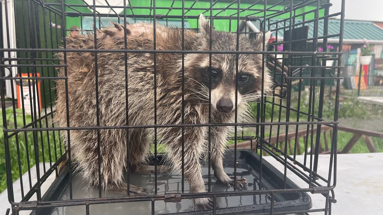Устроившего беспорядок в здании Челябинска енота поместили в приют