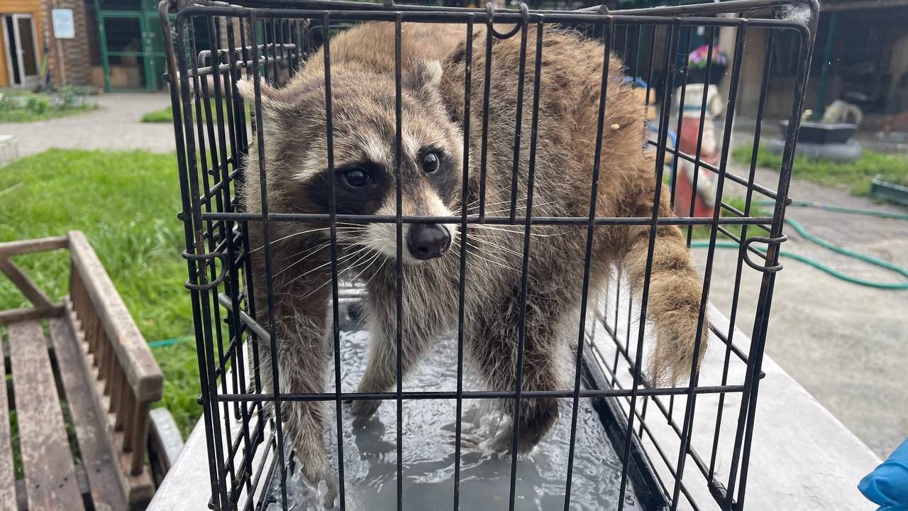 Устроившего беспорядок в здании Челябинска енота поместили в приют