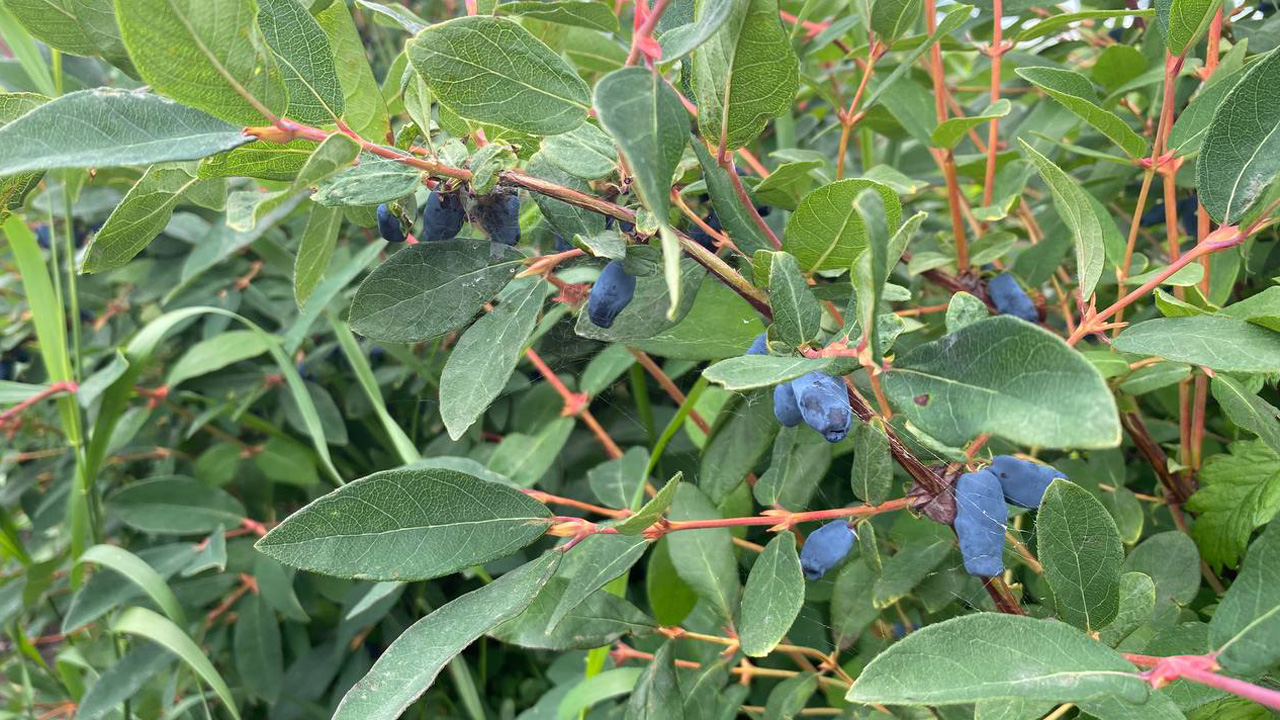 На Южном Урале эко-ягоды и фрукты выращивают в промышленных масштабах