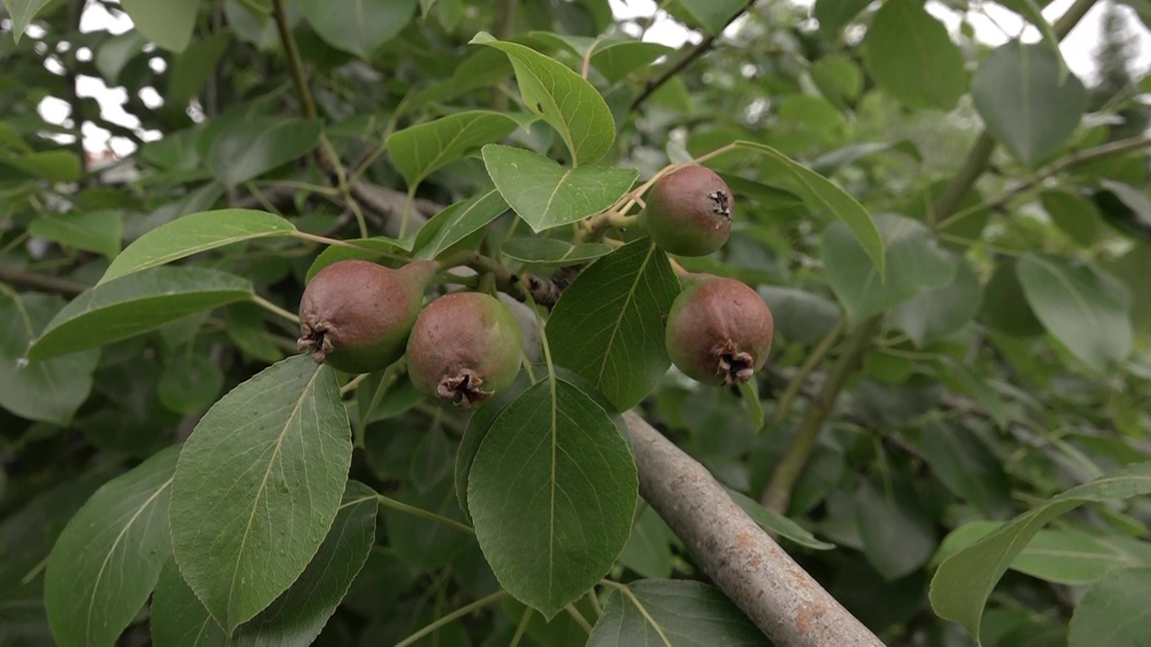 На Южном Урале эко-ягоды и фрукты выращивают в промышленных масштабах