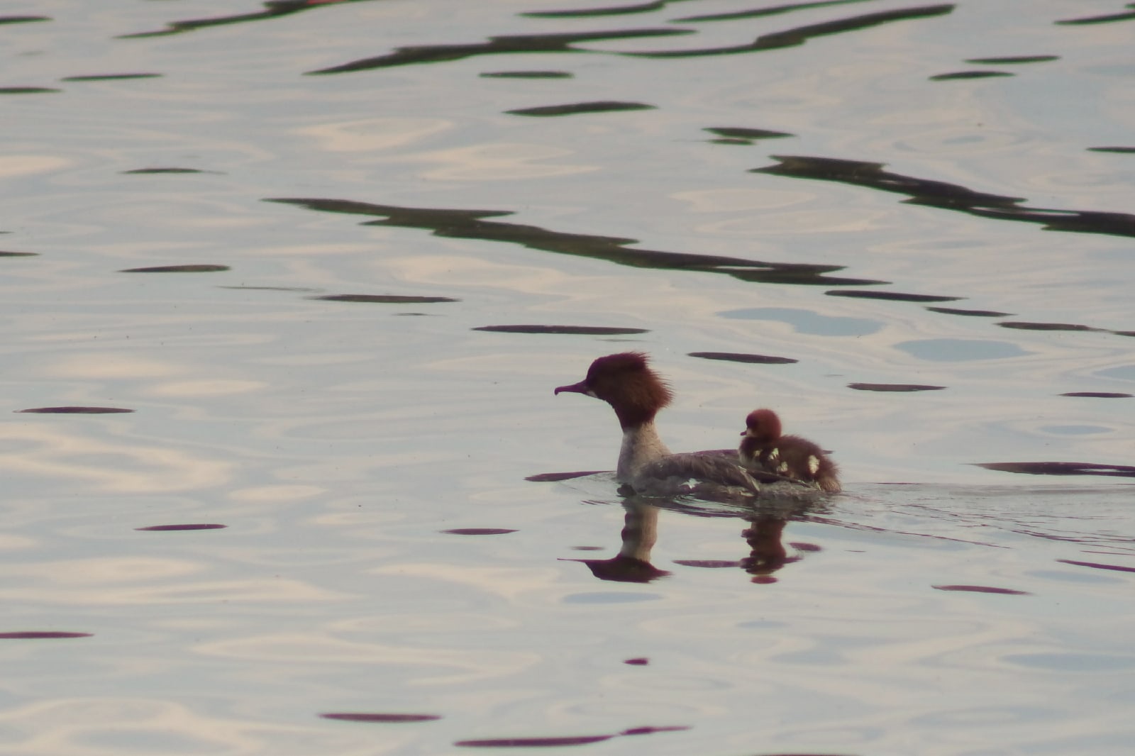 Утиный детский сад: охоту редкой птицы с выводком сфотографировали на Урале Утиный детский сад: охоту редкой птицы с выводком сфотографировали на Урале