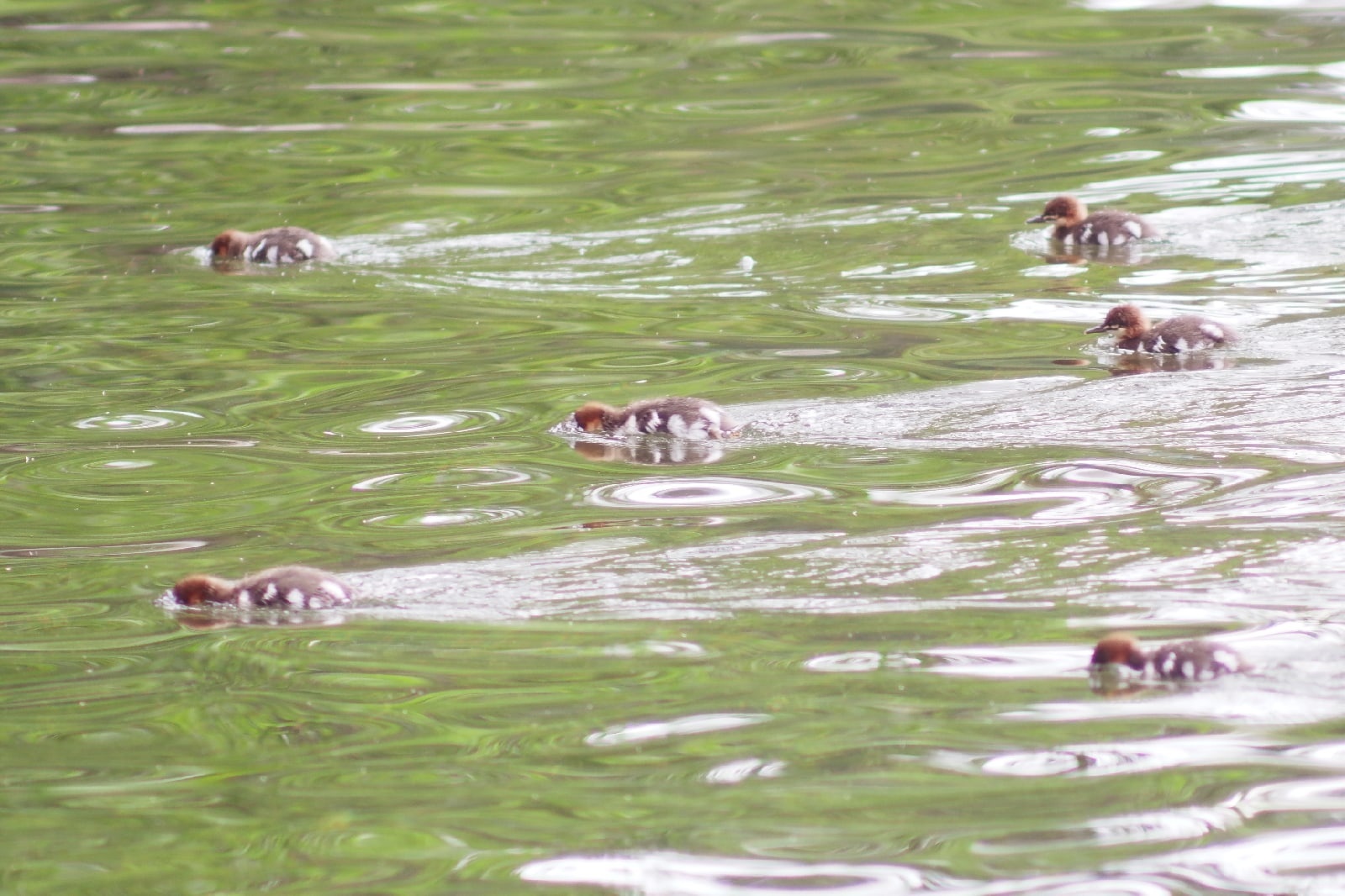 Утиный детский сад: охоту редкой птицы с выводком сфотографировали на Урале Утиный детский сад: охоту редкой птицы с выводком сфотографировали на Урале