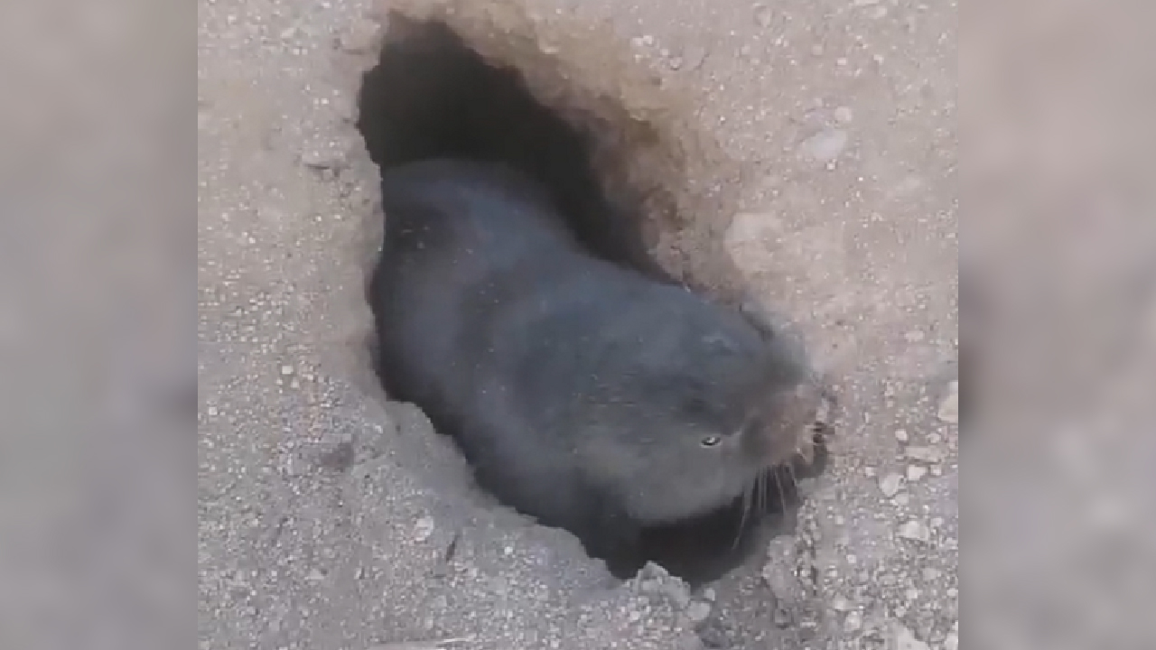 Вырыли дыру в асфальте: милых грызунов сняли на видео в Челябинске