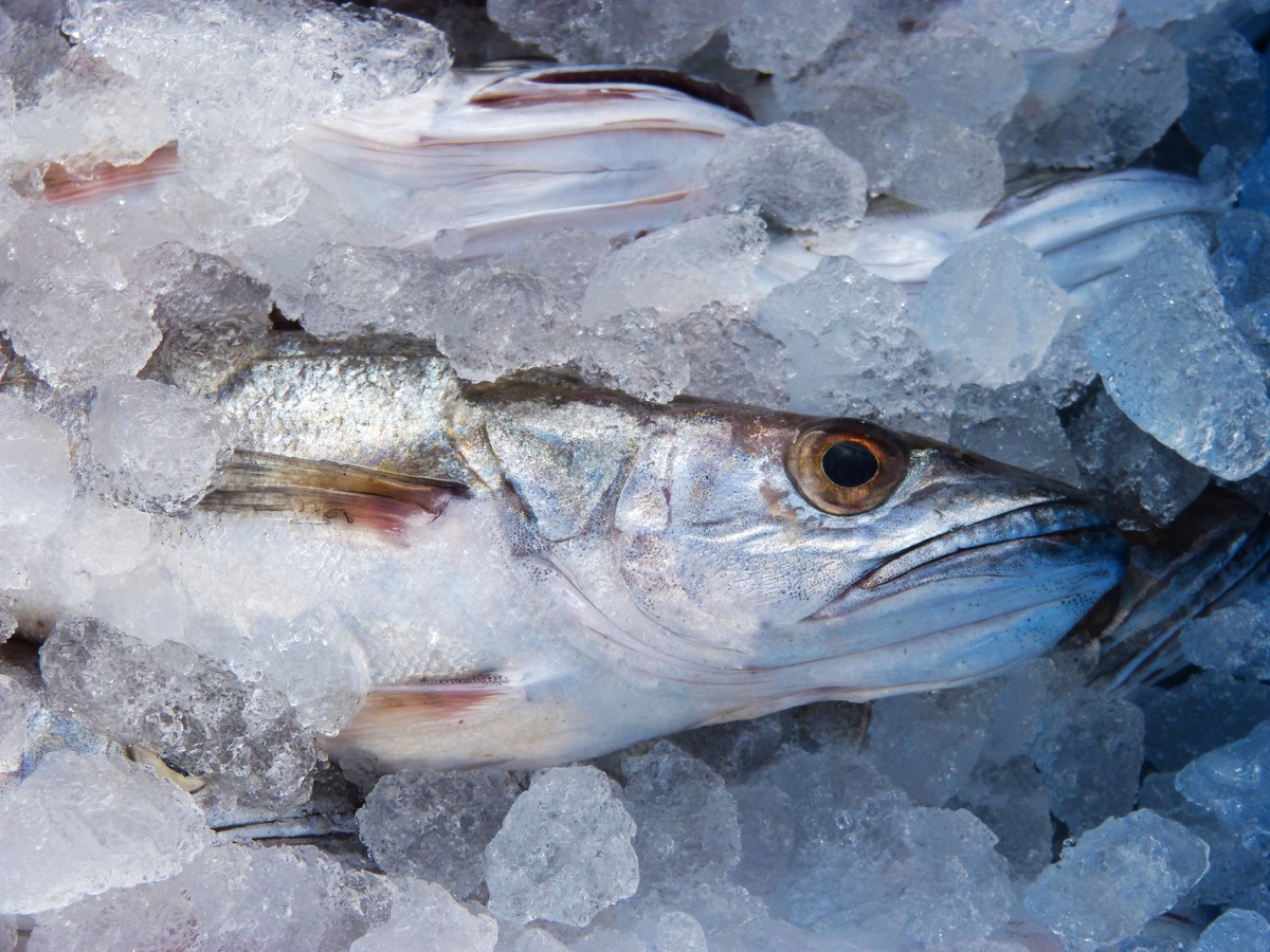В Челябинской области изъяли 5 партий опасной рыбы и морепродуктов