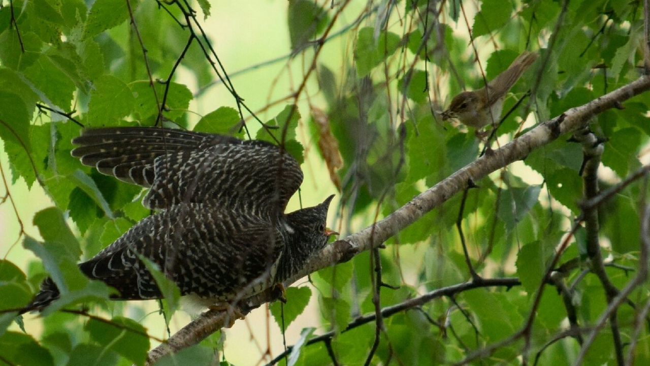 На Урале сфотографировали, как маленькая птичка нянчит кукушонка-сироту