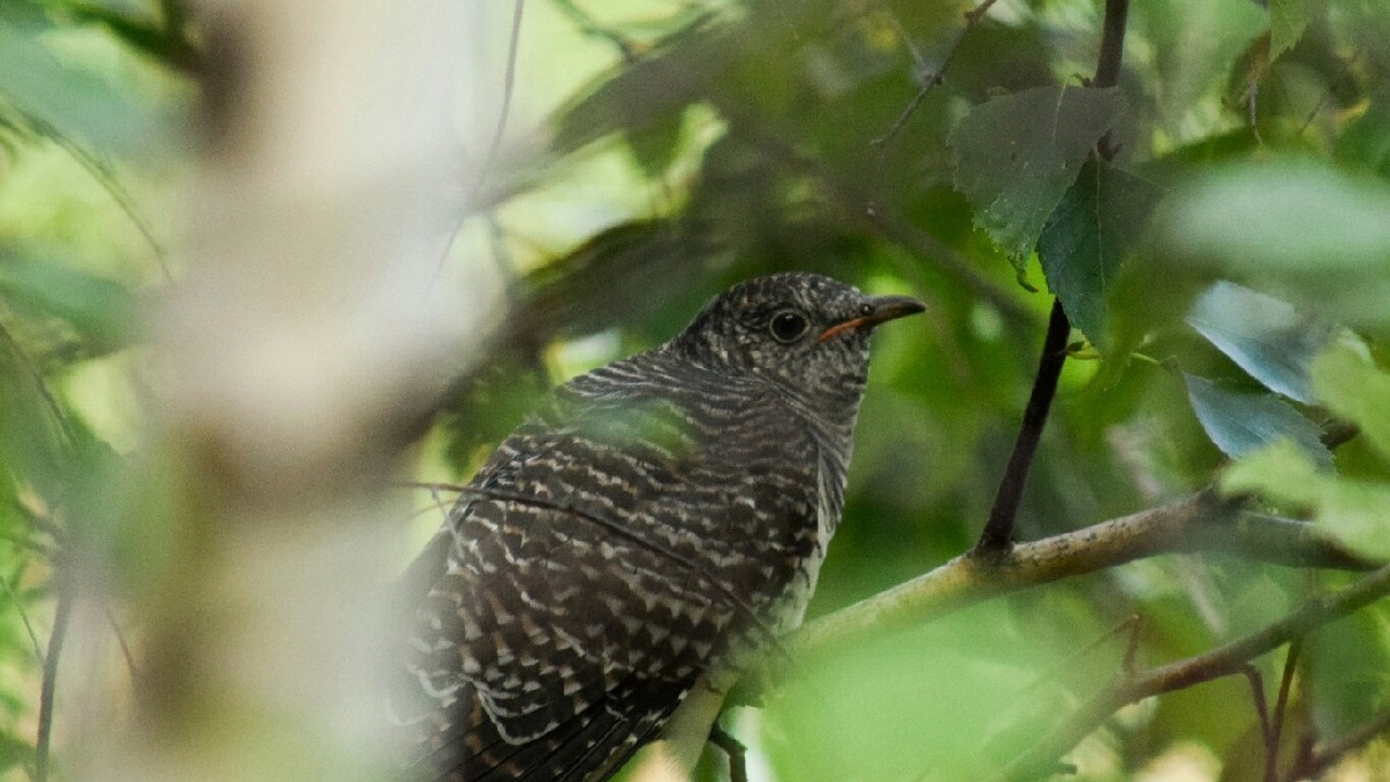 На Урале сфотографировали, как маленькая птичка нянчит кукушонка-сироту