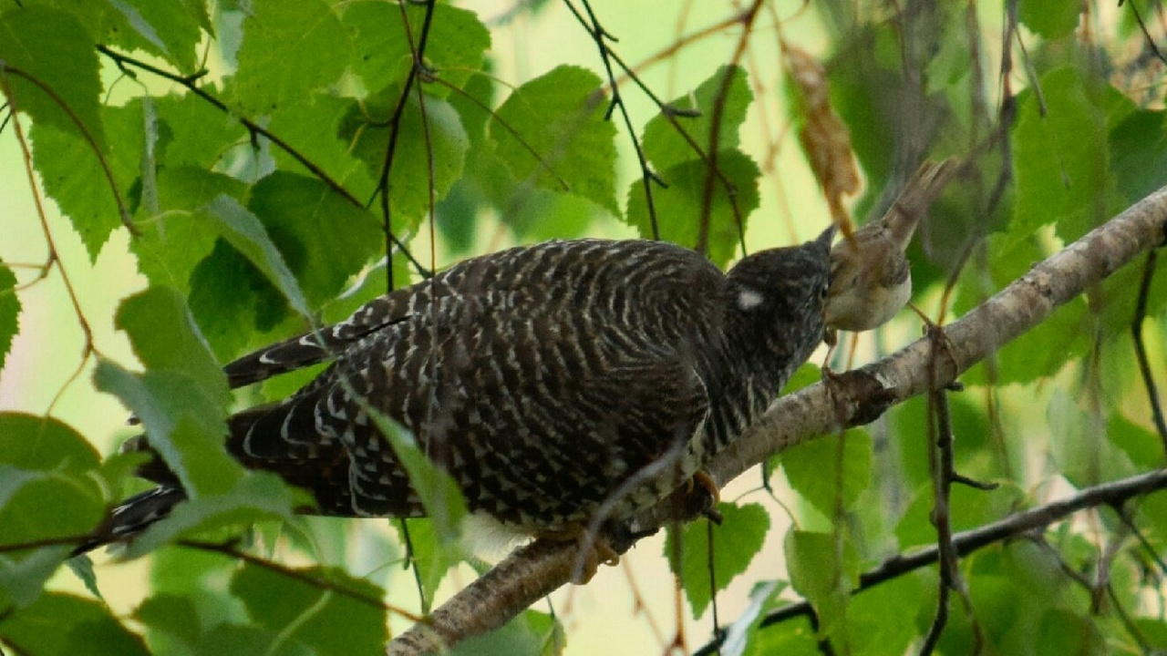 На Урале сфотографировали, как маленькая птичка нянчит кукушонка-сироту