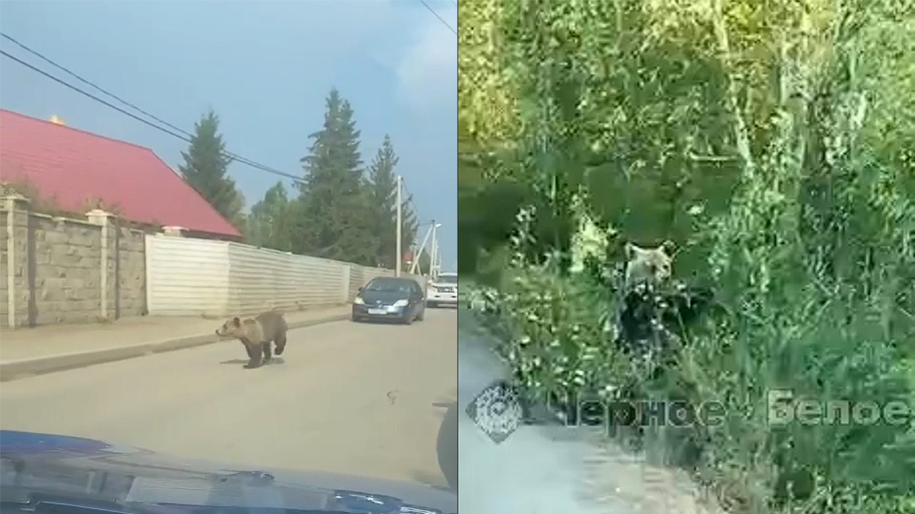 Дикий медведь напугал жителей Челябинской области возле популярного озера