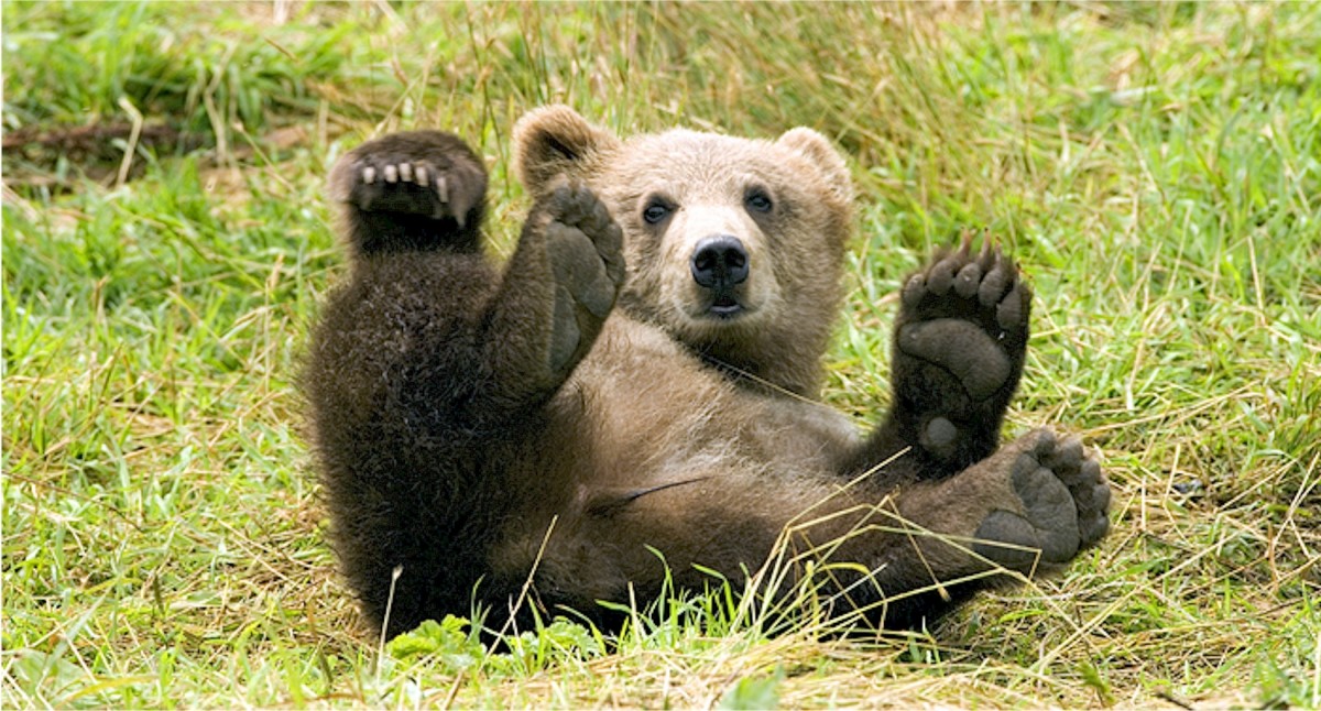 В Челябинской области ищут медведя, который напугал туристов 