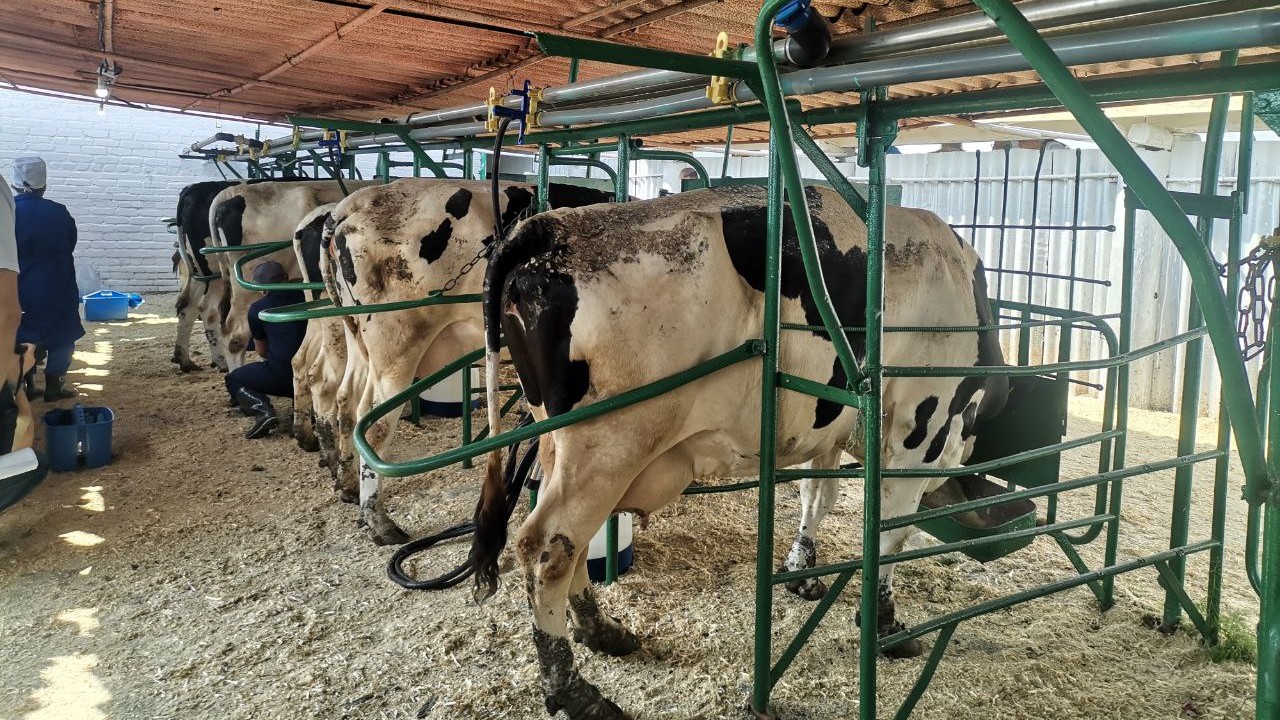 Вкусное и свежее: как делают молоко в Челябинской области 