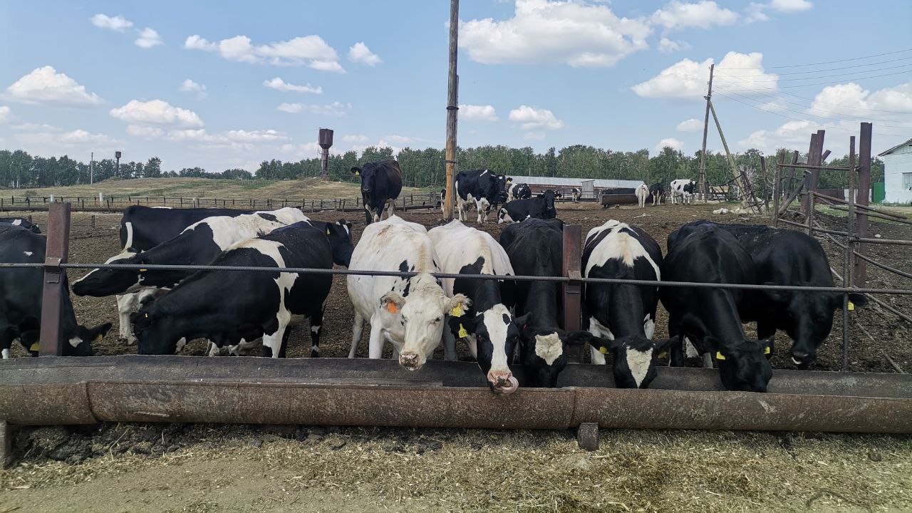 Конкурс дояров прошел в Челябинской области Конкурс дояров прошел в Челябинской области
