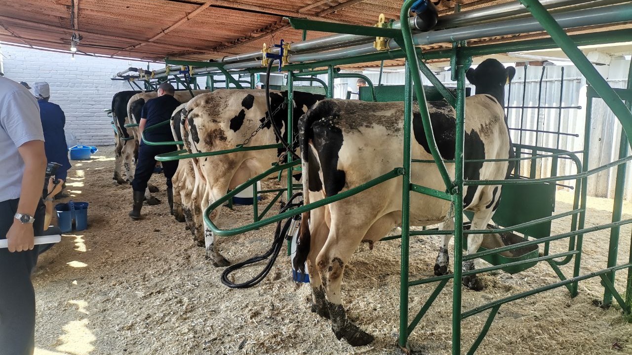 Конкурс дояров прошел в Челябинской области Конкурс дояров прошел в Челябинской области