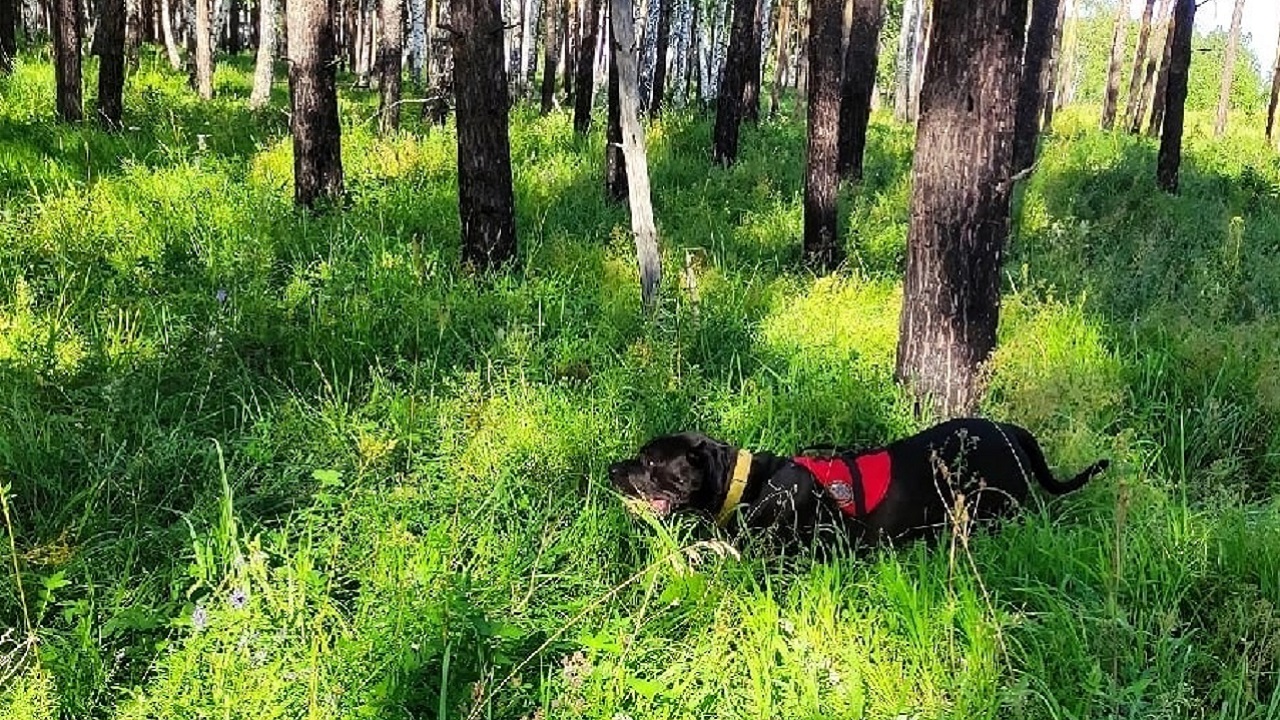 Работают волонтеры и беспилотники: на Южном Урале 4 дня ищут 90-летнего дедушку