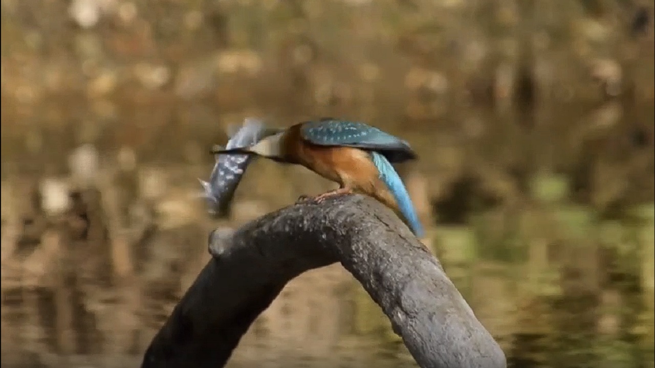 В Челябинской области сняли на видео, как птица делает отбивную из рыбы