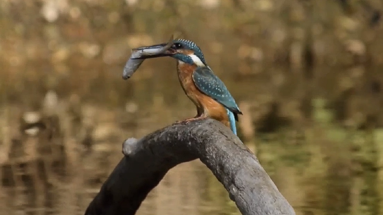 В Челябинской области сняли на видео, как птица делает отбивную из рыбы