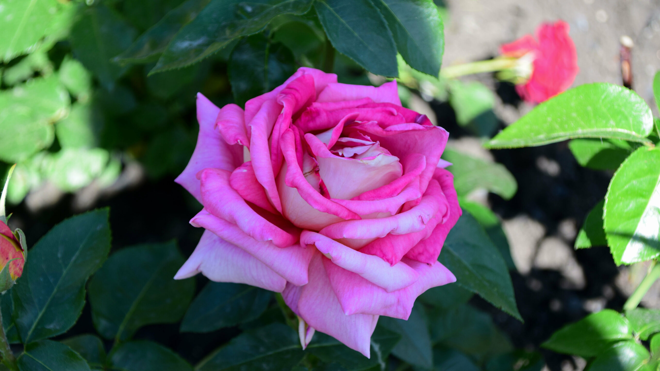 Неповторимые розы: садовод из Челябинска создает уникальные сорта  