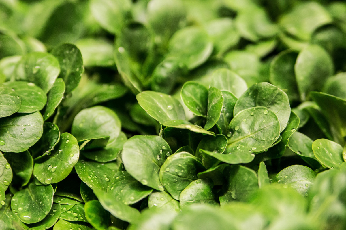 Полезная зелень: прочему нужно есть укроп, петрушку, салат, кинзу и щавель