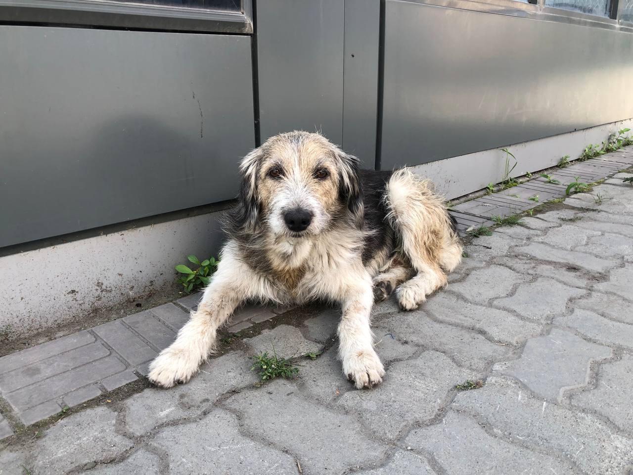Хозяин улетел: в аэропорту Челябинска ищут новый дом для брошенной собаки
