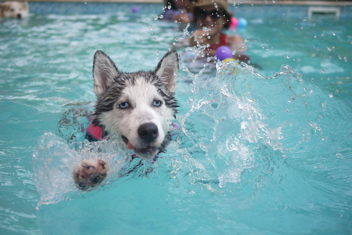 Бассейн для собак: в Челябинске четвероногие питомцы тренируются в воде 