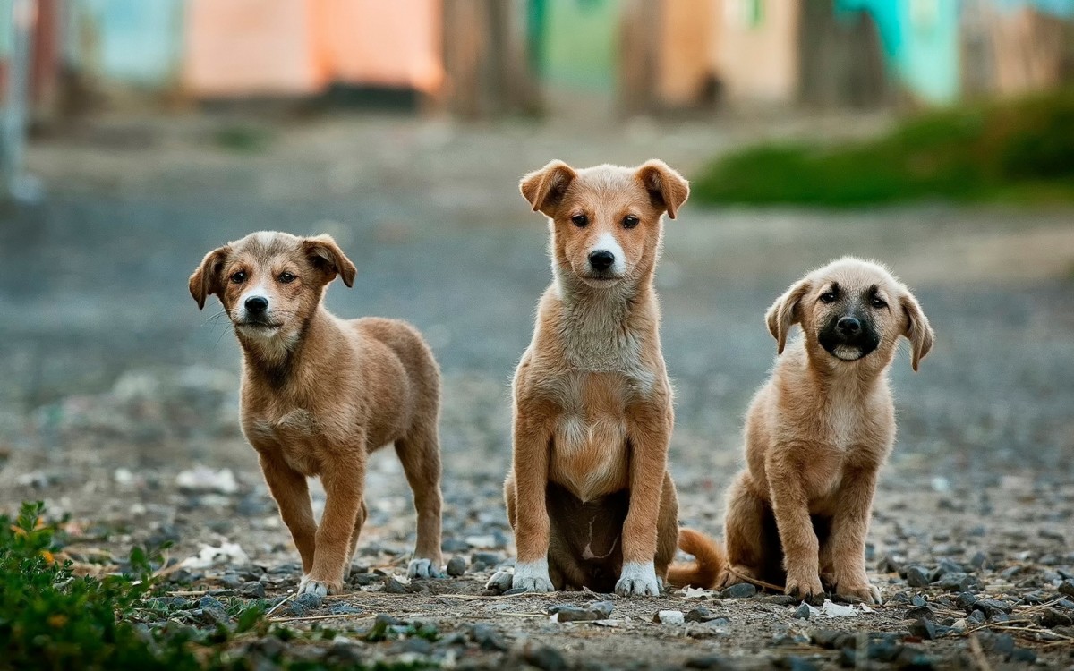 Пьяным жителям Челябинской области запретили выгуливать собак 