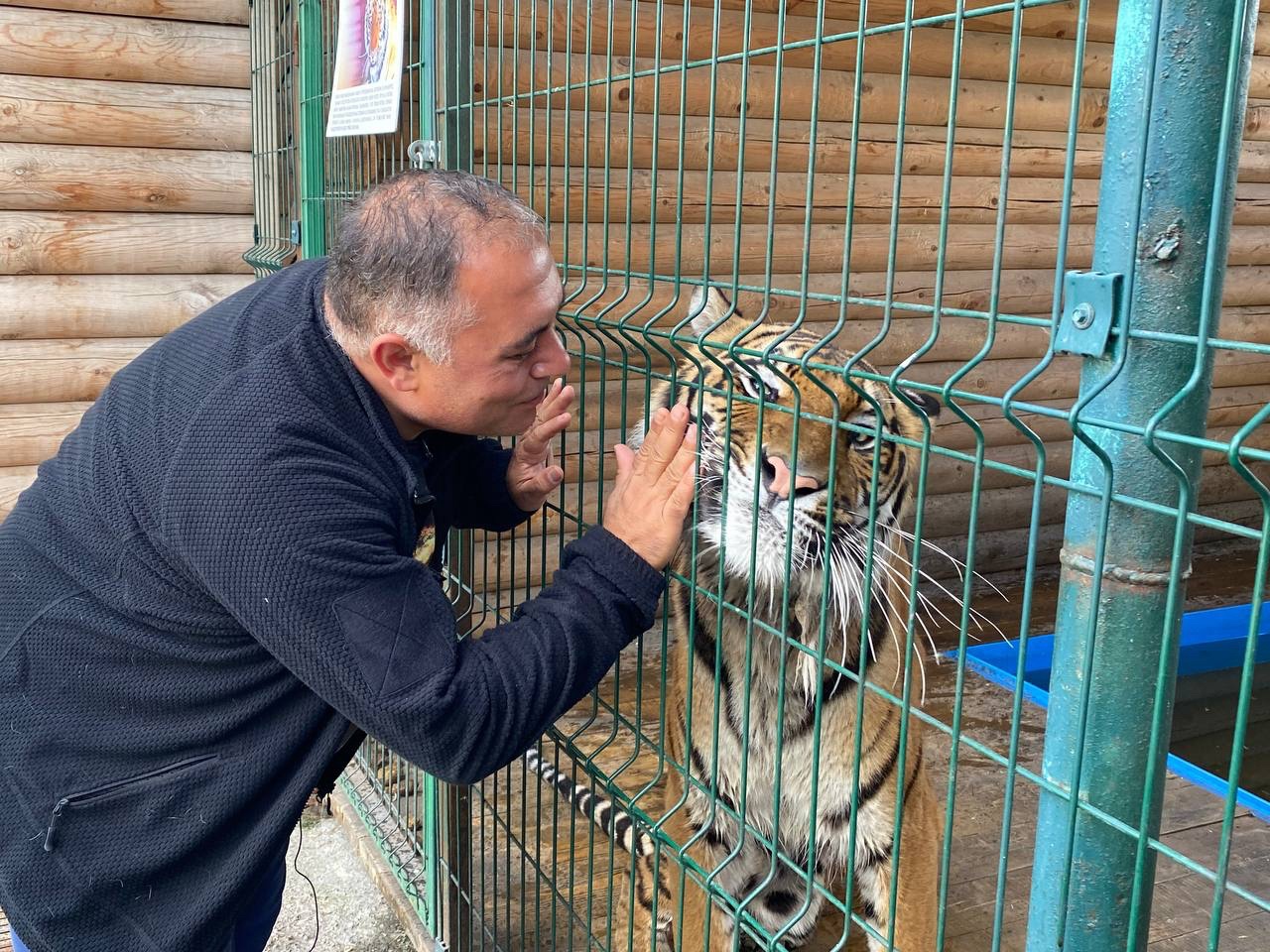 Санаторий для хищников: тигр Гектор готовится к переезду из Челябинска 
