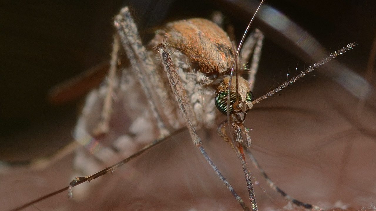 Комариный апокалипсис: полчища насекомых расплодились в Челябинске