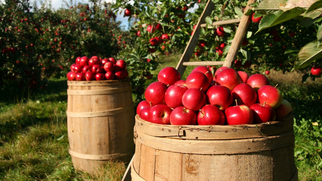Яблочный Спас 2022: что нужно сделать, чтобы целый год везло 