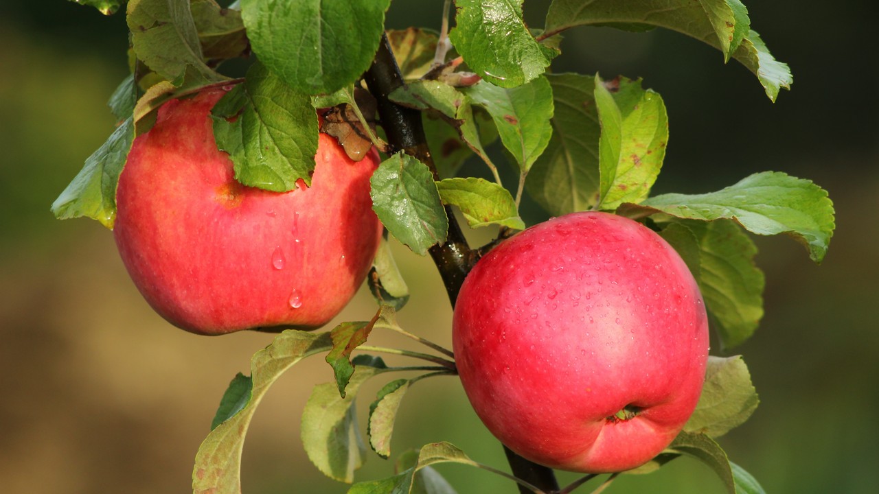 Яблочный Спас 2022: что нужно сделать, чтобы целый год везло 