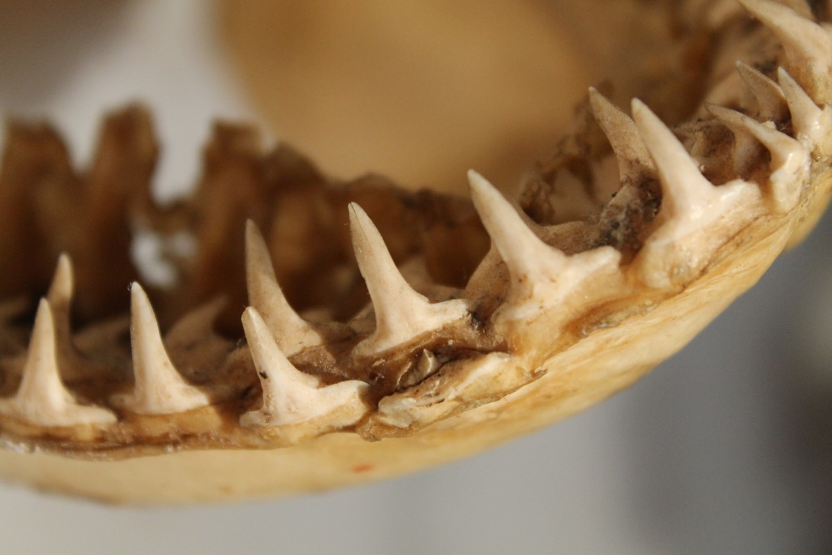 Зубы древних акул будут искать в Челябинской области 