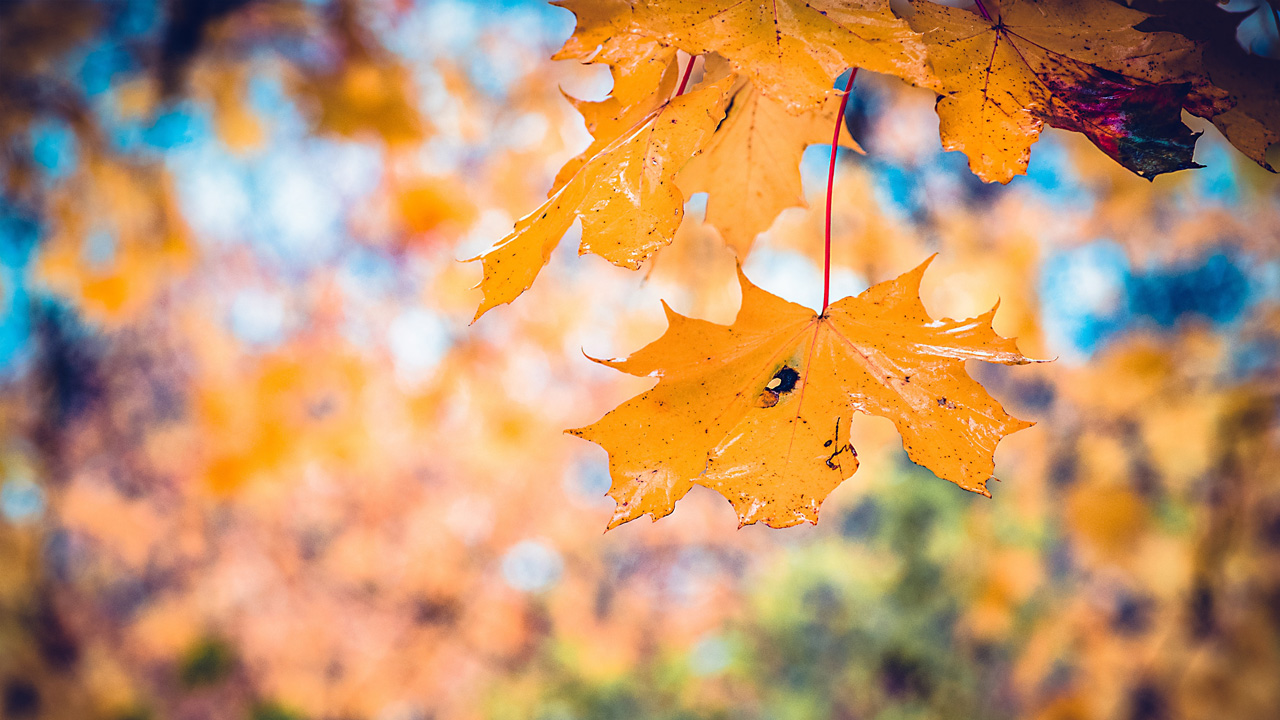 Синоптики прогнозируют потепление до +19°C в Челябинске