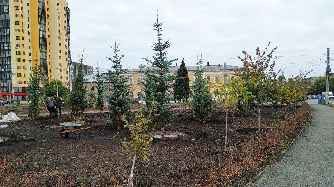 Аллея голубых елей появится в Челябинске Аллея голубых елей появится в Челябинске