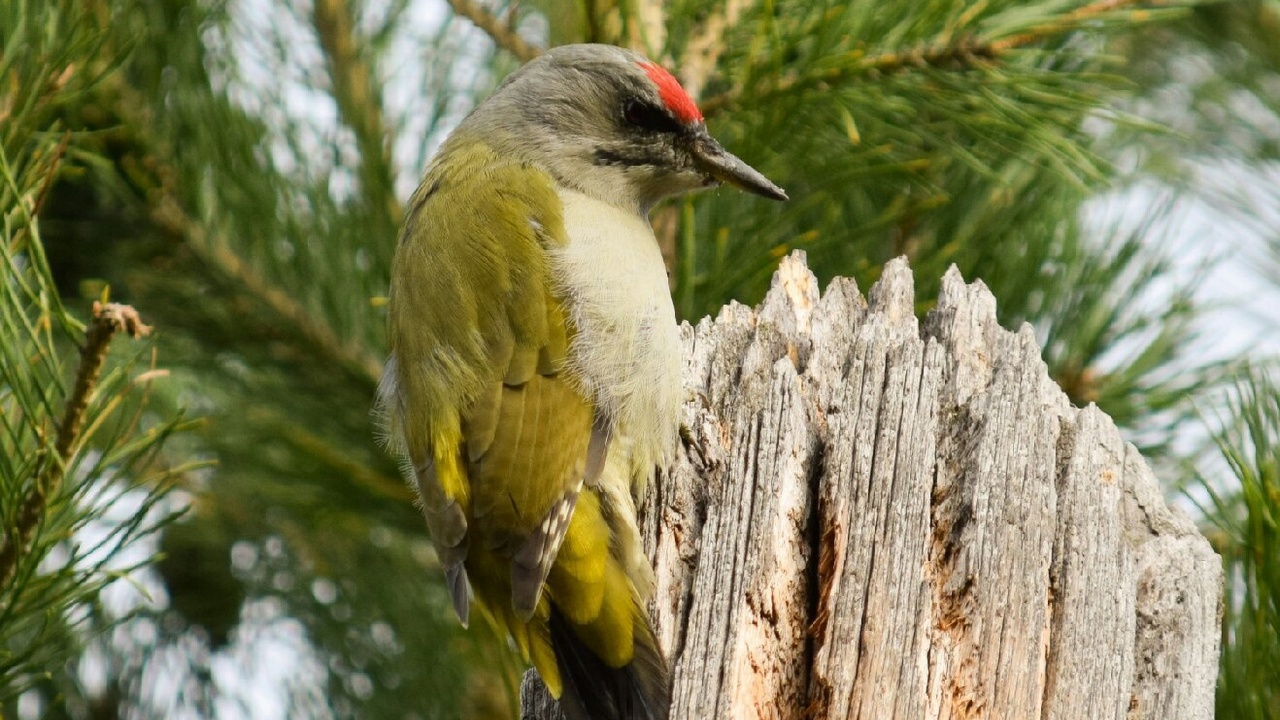 В Челябинской области засняли седых дятлов, которые дерутся, как весной