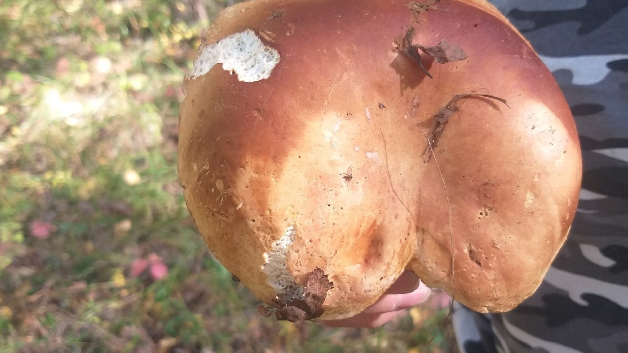 Жительница Челябинской области нашла огромный гриб 