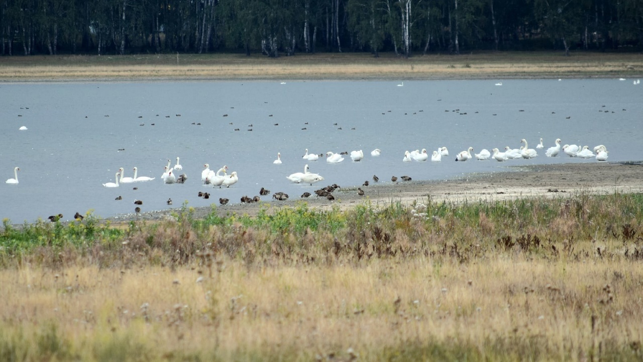 Десятки редких птиц в одном месте: в Челябинске нашли лебединое озеро