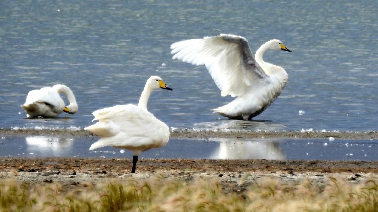 Десятки редких птиц в одном месте: в Челябинске нашли лебединое озеро