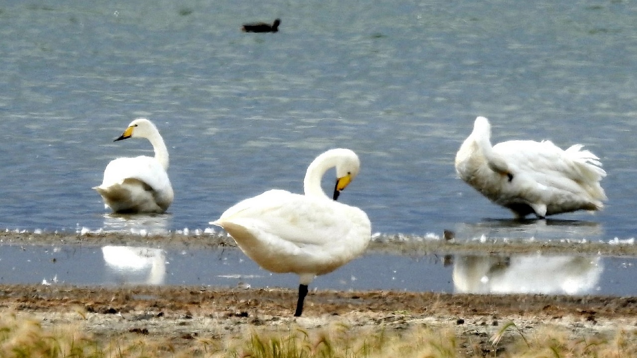 Десятки редких птиц в одном месте: в Челябинске нашли лебединое озеро