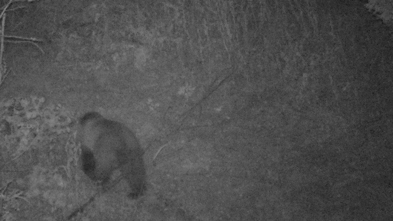 Туристам не советуют гулять ночью по Таганаю из-за медведей