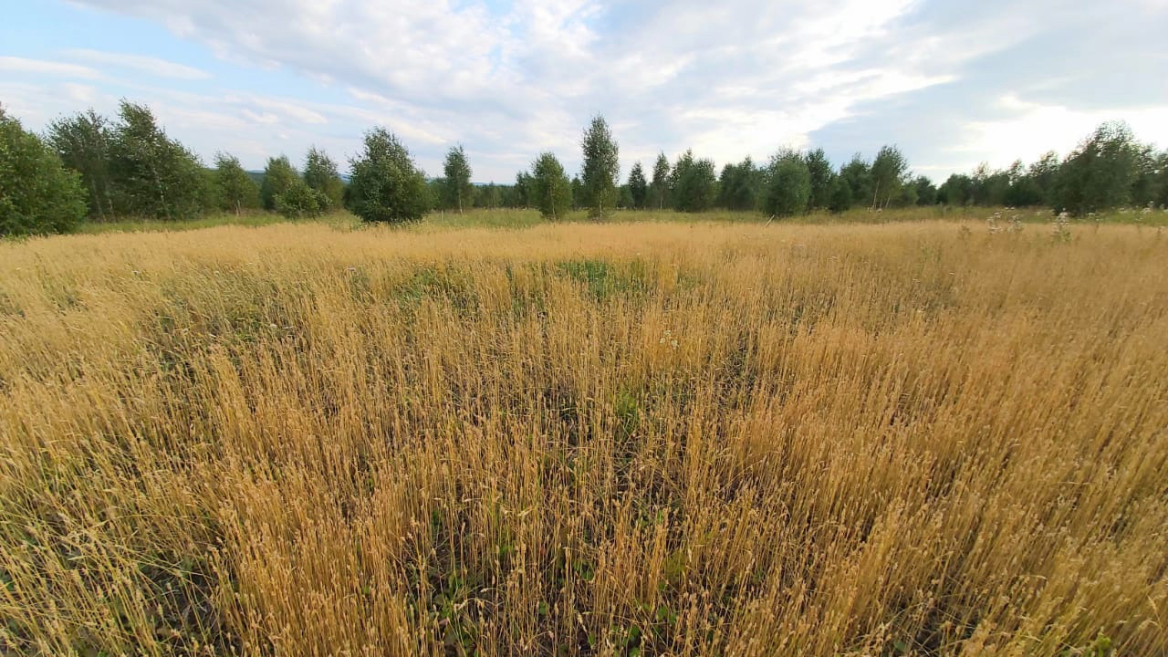 Жатва серпами и русская печь: уникальный хлеб испекут на Южном Урале