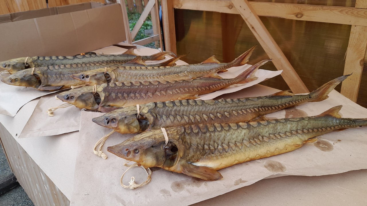 Экскурсии и дегустация царской рыбы: как на Южном Урале агротуризм развивают