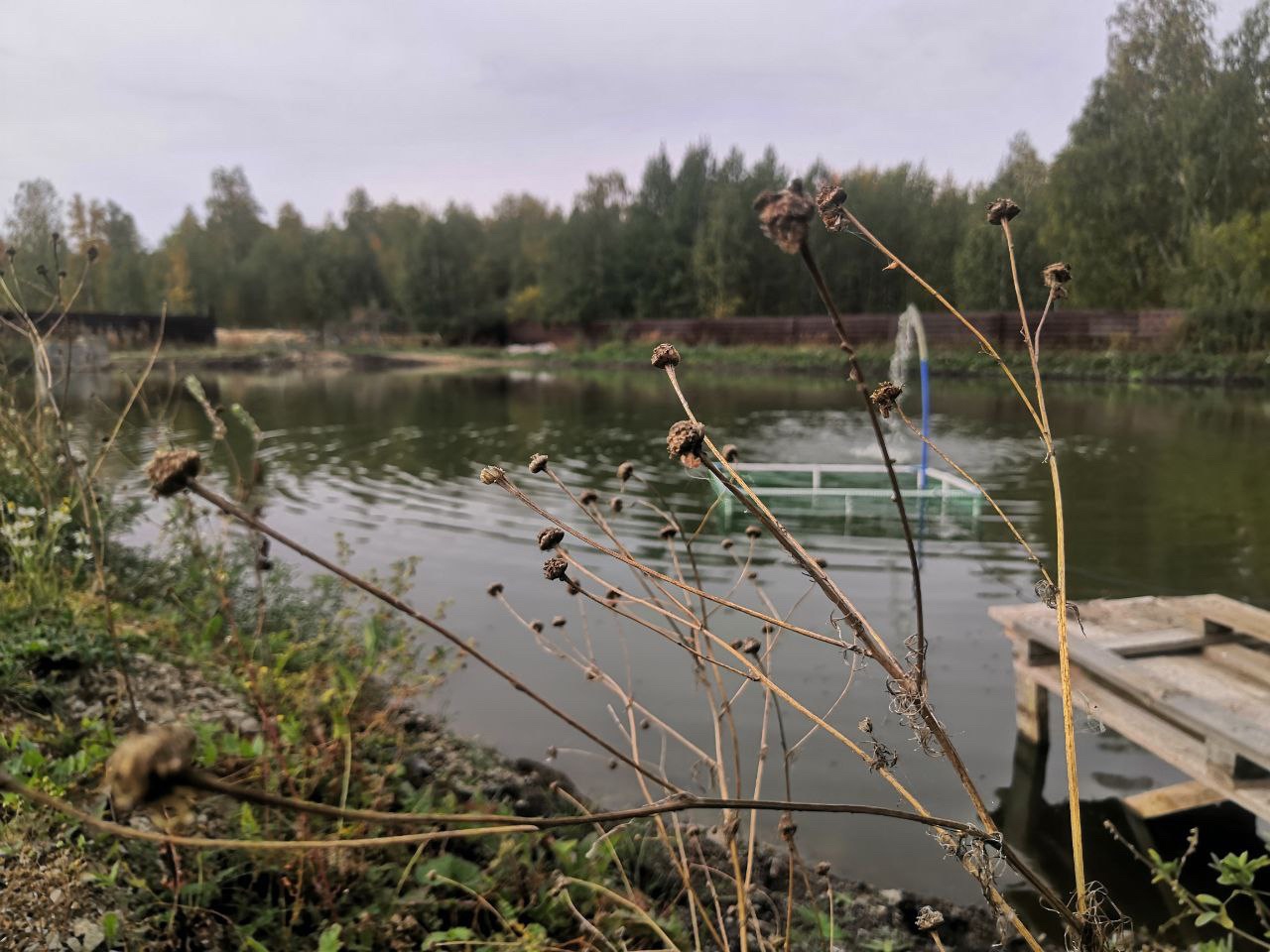 Море рыбы: в Челябинской области из мальков выращивают осетров  