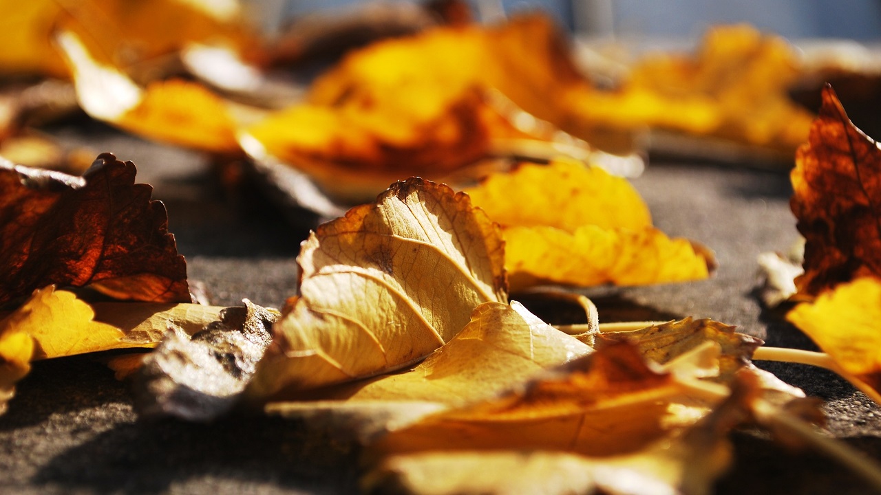 Синоптики рассказали, когда в Челябинске ожидается самый жаркий день осени