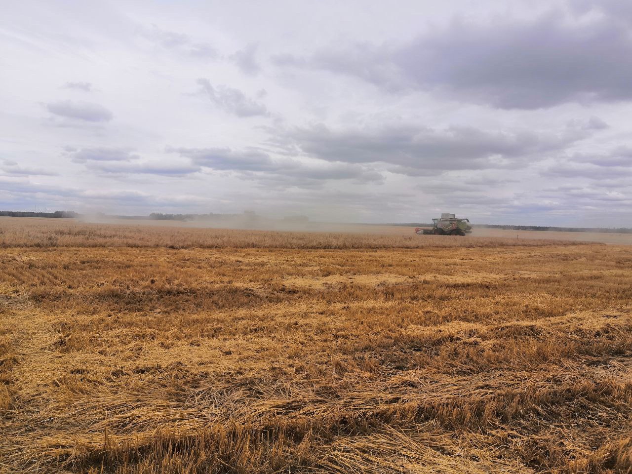 Челябинская птицефабрика собрала рекордный урожай гороха, ячменя и пшеницы 