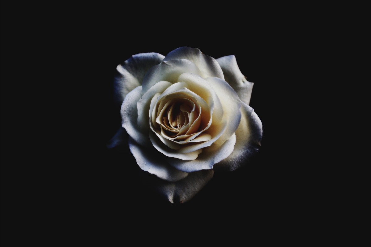 Одна белая роза: необычная кража в цветочном магазине Челябинской области 