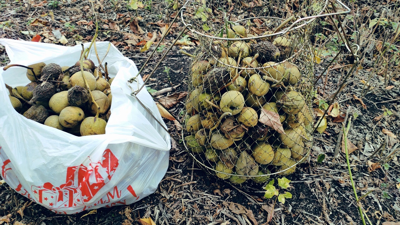 Живут 350 лет: редкие дубы, орехи и абрикосы высадили в Челябинске