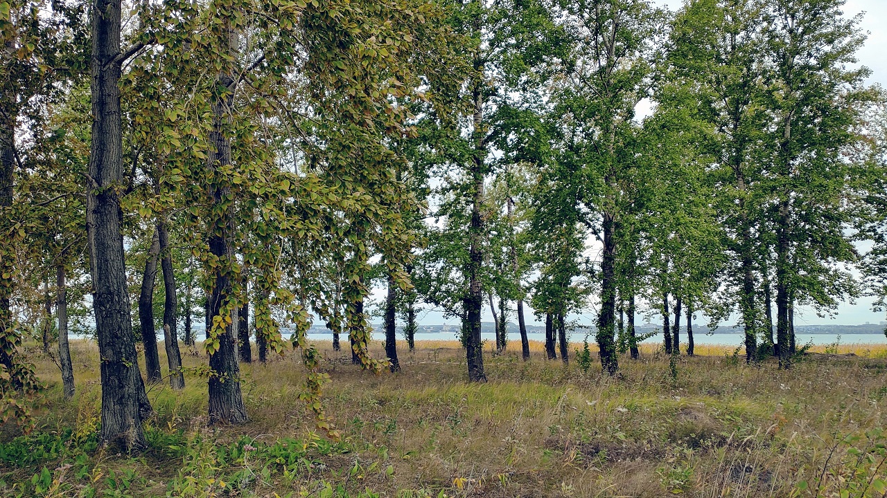 Живут 350 лет: редкие дубы, орехи и абрикосы высадили в Челябинске