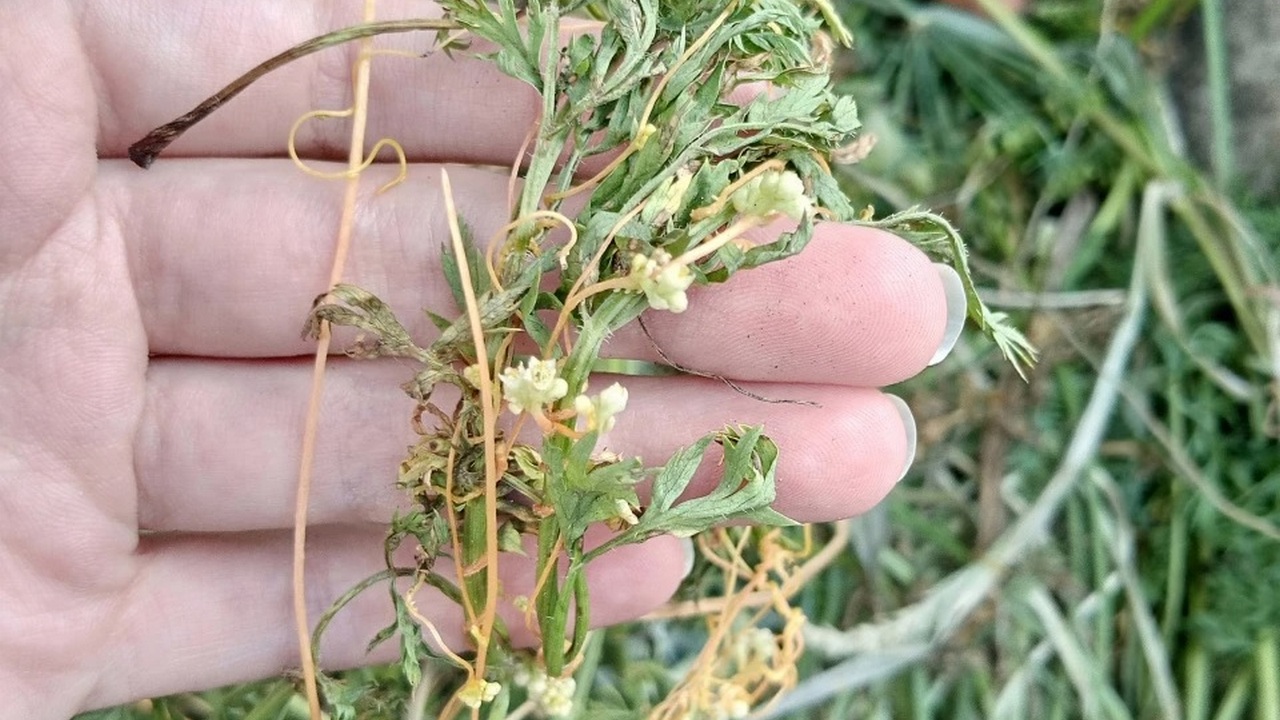 Высасывает соки: опасный сорняк нашли эксперты из Челябинской области