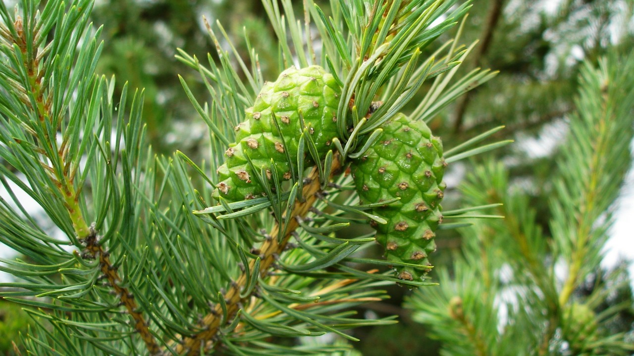 Две тысячи молодых сосен высадят в городском бору Челябинска
