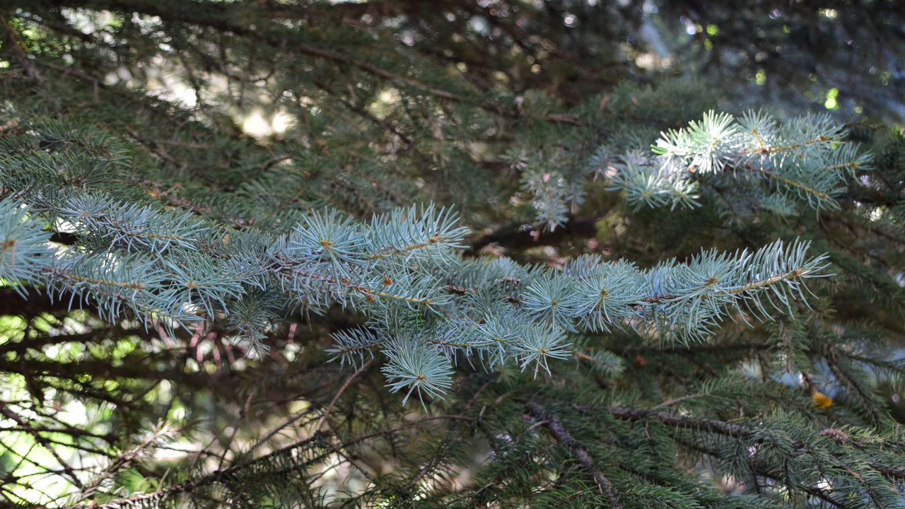 В Челябинской области две девушки заблудились в лесу и чуть не утонули в болоте