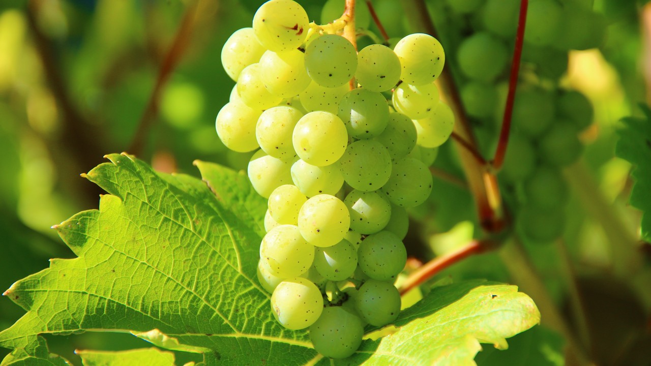Фестиваль винограда пройдет в Челябинской области 